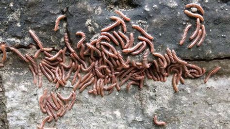   Quickly Quivering Queensland Millipede: This Enchanting Arthropod Embraces a Decomposer Lifestyle!