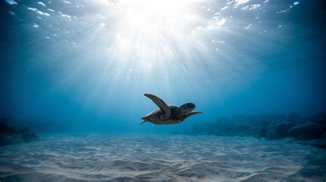  迪普斯海綿，一種擁有奇妙孔洞的海洋生物！