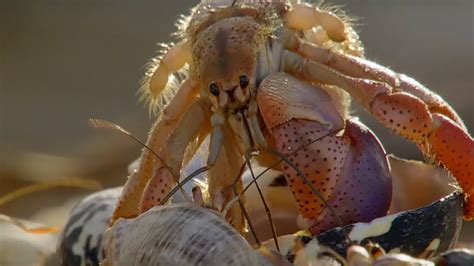    hermit crab,  A fascinating crustacean that sheds its shell like clothes! 