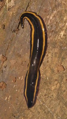  Umbrella Flatworm: A Tiny Creature With An Extraordinary Regenerative Ability!