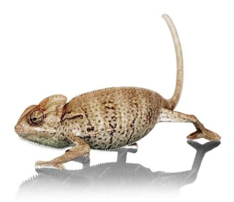  Yemen Chameleon，一種擁有變色能力且擅長偽裝的冷血爬行動物！